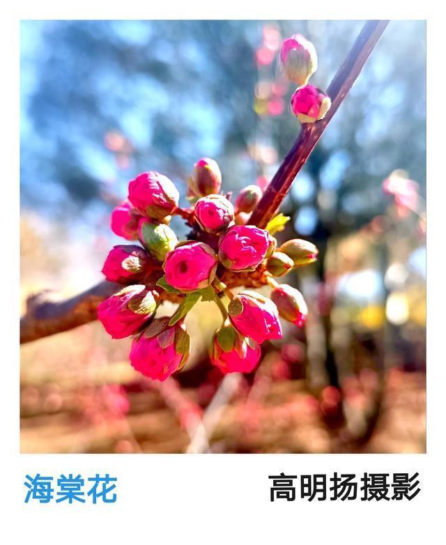 园：早春摄影天堂定格京城之美j9国际站北京旧城墙遗址公(图6)